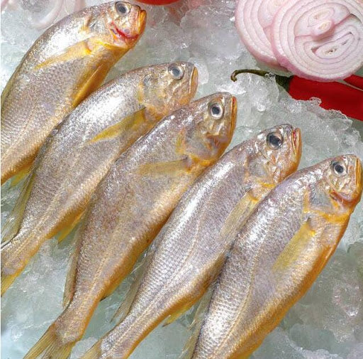 ❄︎ 小黄鱼 • Ombrina Giapponese 60/80
