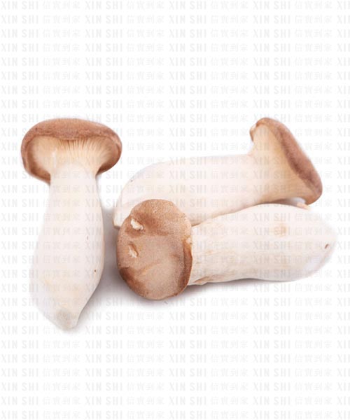 ♣︎ 杏鲍菇 • Funghi King Oyster